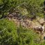 Big Horn Sheep, Canyons Above The Green River