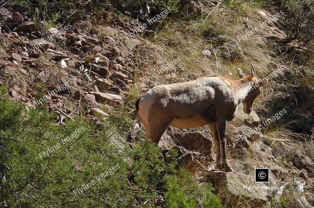 Bighorn Sheep, Bighorn Ram