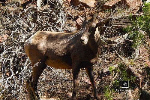 Bighorn Sheep, Bighorn Ram