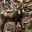 Bighorn Sheep, Bighorn Ram
