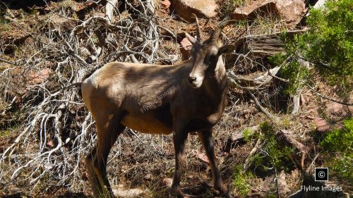 Big Horn Sheep, Utah, Green River