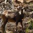Big Horn Sheep, Utah, Green River