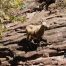 Big Horn Sheep, Utah, Green River