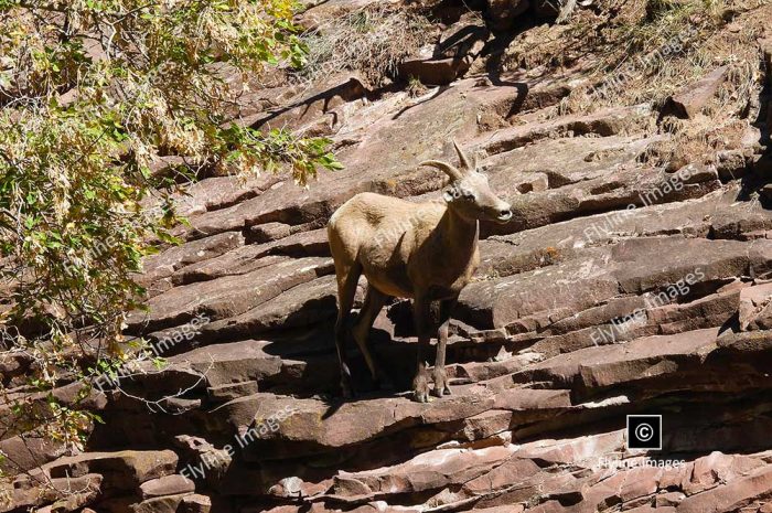 Big Horn Sheep, Utah, Green River