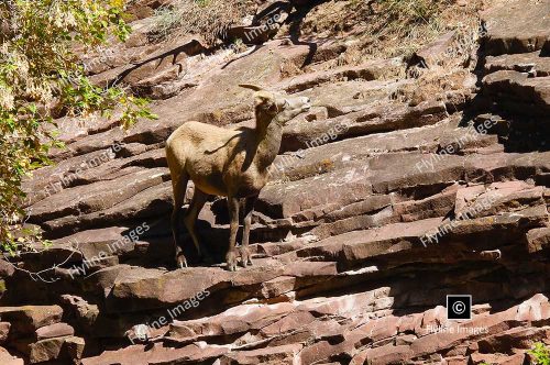 Big Horn Sheep, Utah, Green River