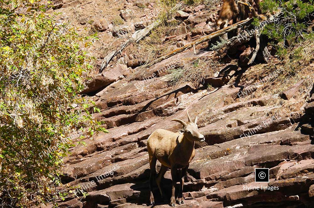 Big Horn Sheep, Green River, Utah