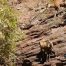 Big Horn Sheep, Green River, Flaming Gorge Utah