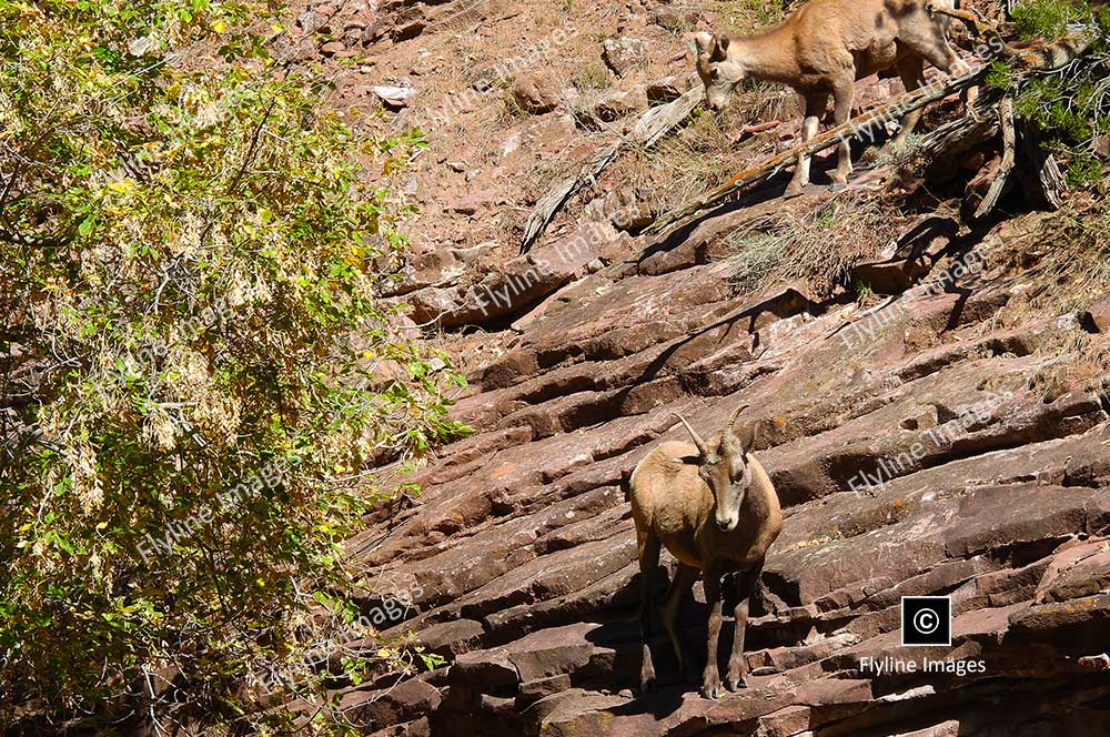 Big Horn Sheep, Green River, Flaming Gorge Utah