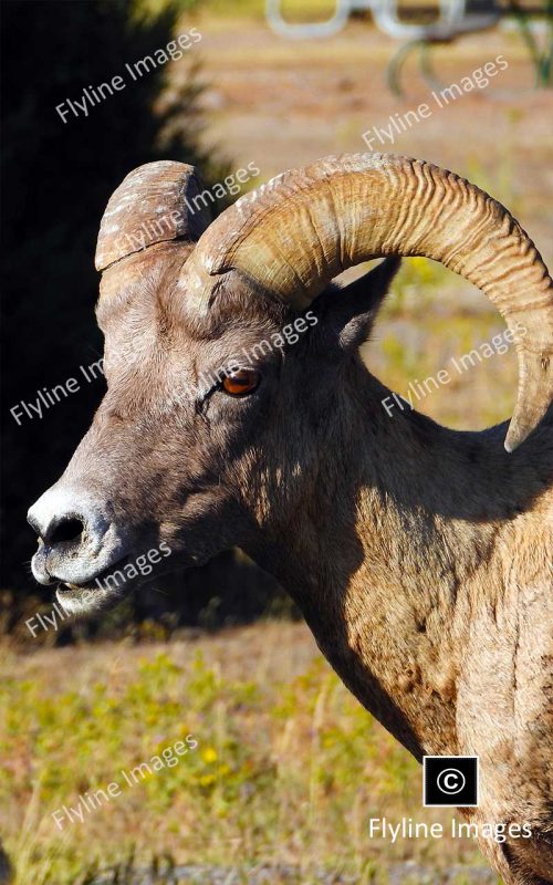 Bighorn Ram, Yellowstone National Park