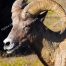 Bighorn Ram, Yellowstone National Park