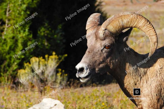 Bighorn Ram, Bighorn Sheep, Yellowstone National Park