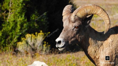 Bighorn Ram in Yellowstone National Park