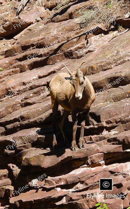 Bighorn Sheep, Utah