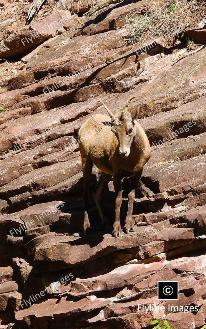 Bighorn Sheep, Utah