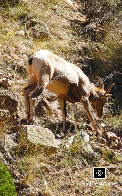 Bighorn Sheep, Utah, Green River Bighorn