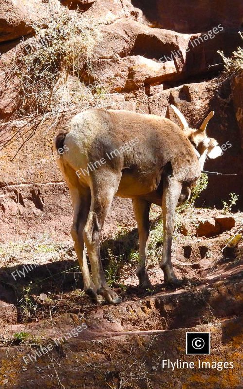 Utah Bighorn Sheep