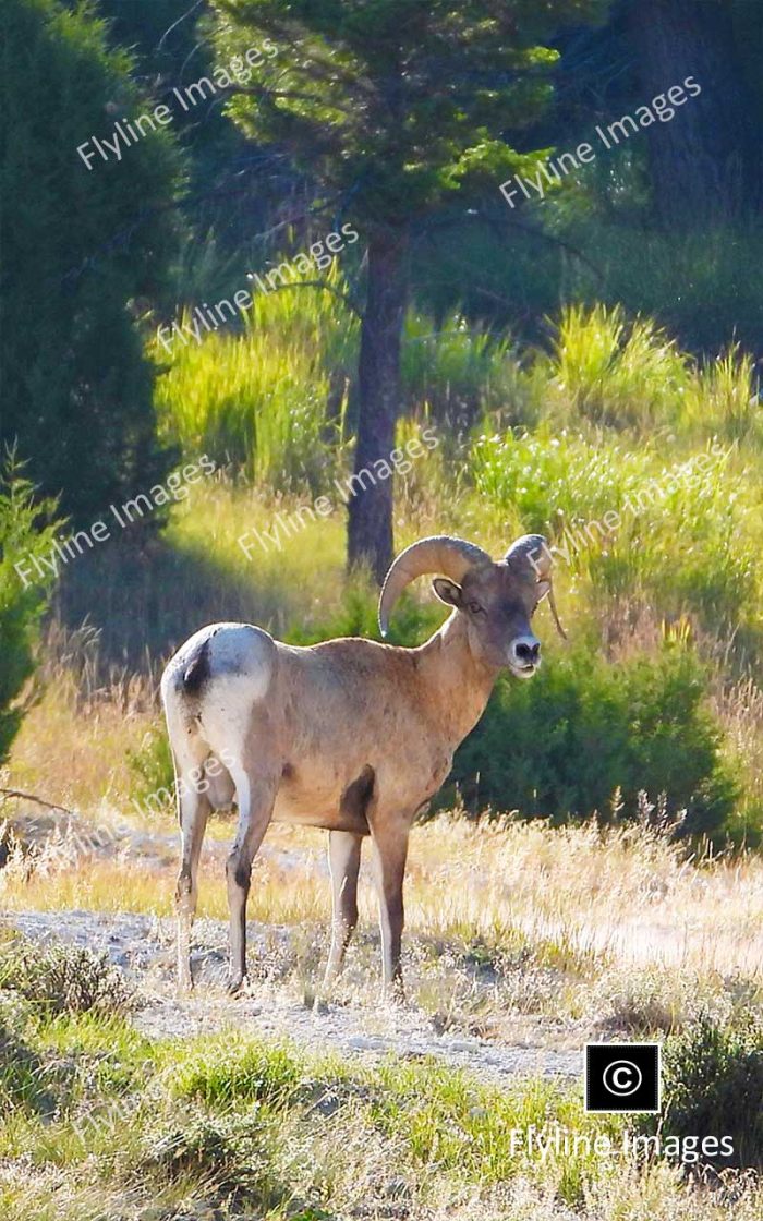 Bighorn Sheep, Bighorn Ram, Yellowstone National Park