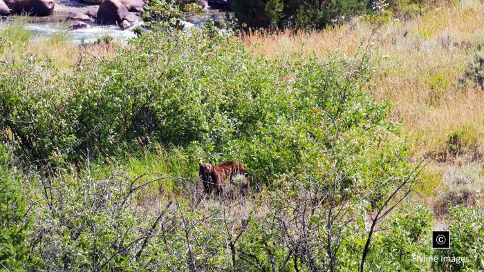 Bear, Black Bear, Yellowstone National Park