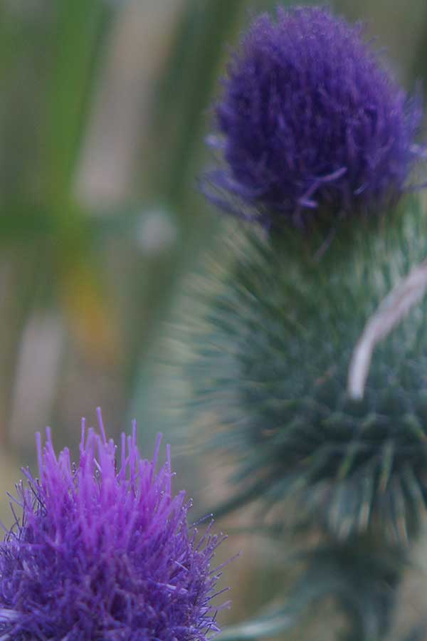 Blue Thistle