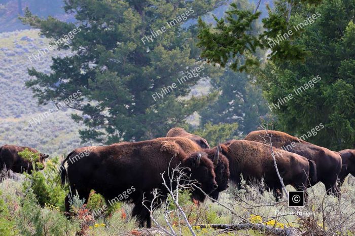 Buffalo, Yellowstone National Park, Lamar Valley