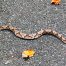 Copperhead Snake