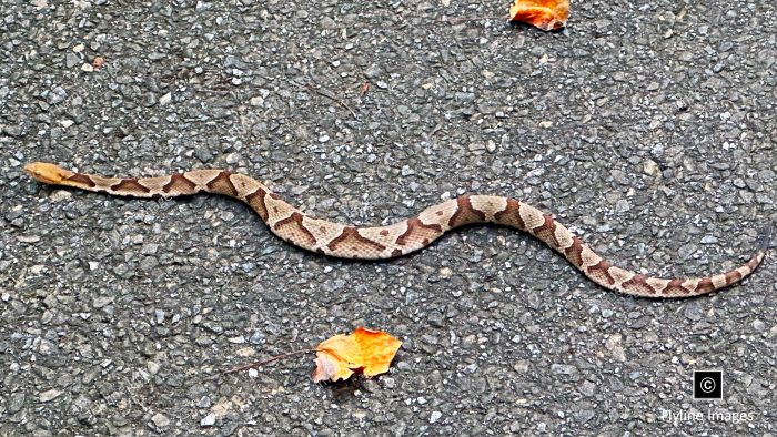 Copperhead Snake