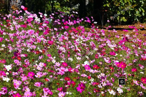 Cosmos Wildflowers, Gibbs Gardens, North Georgia