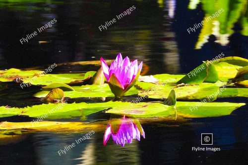 Eygptian Lotus Water Lily