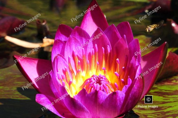 Egyptian Lotus, Water Lily