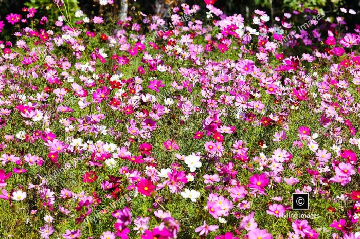 Garden Cosmos Wildflowers, Gibbs Gardens, North Georgia