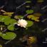 American White Water Lily, Gibbs Gardens, North Georgia