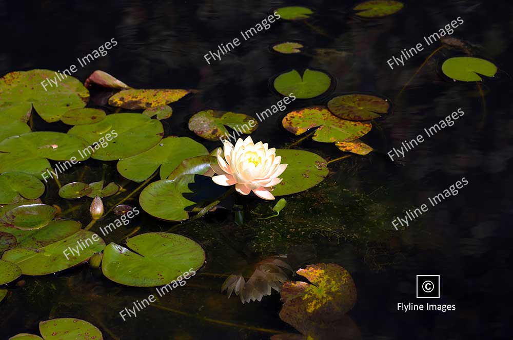 American White Water Lily, Gibbs Gardens, North Georgia