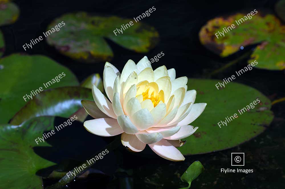 American White Water Lily, Water Lilies