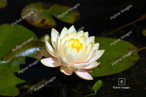 American White Water Lily