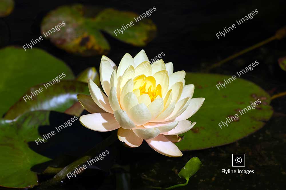 American White Water Lily