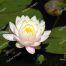 American White Water Lily