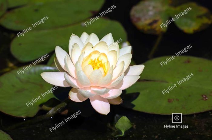 American White Water Lily