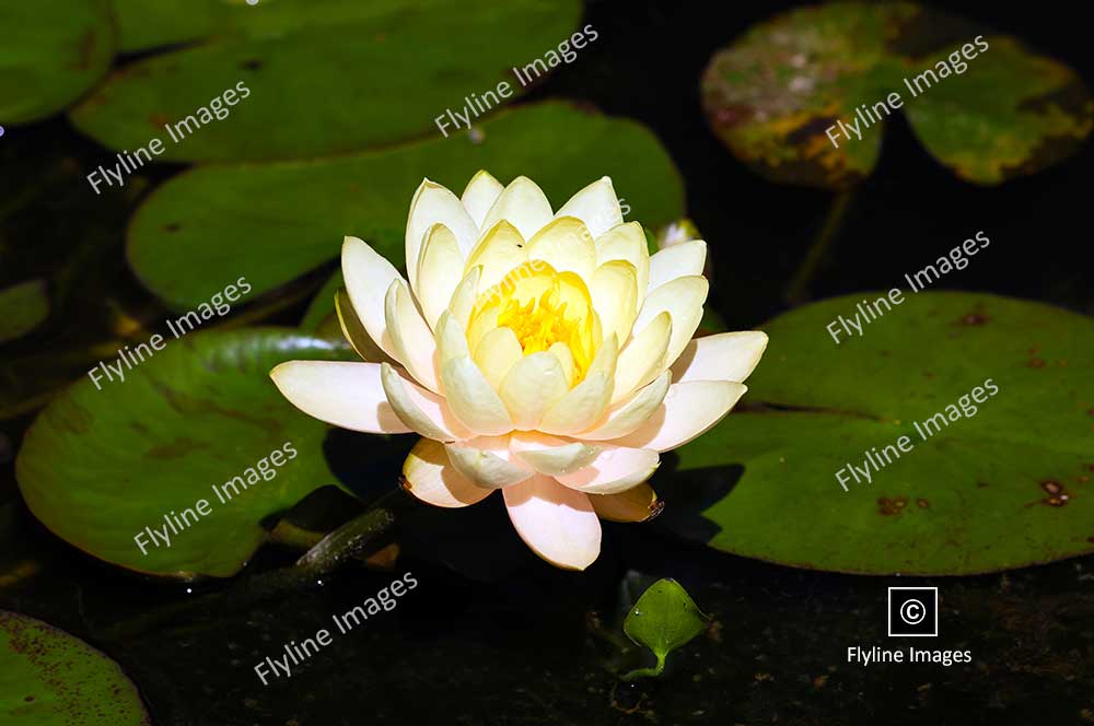 American White Water Lily