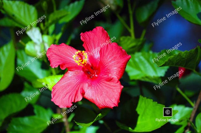 Chinese Hibiscus