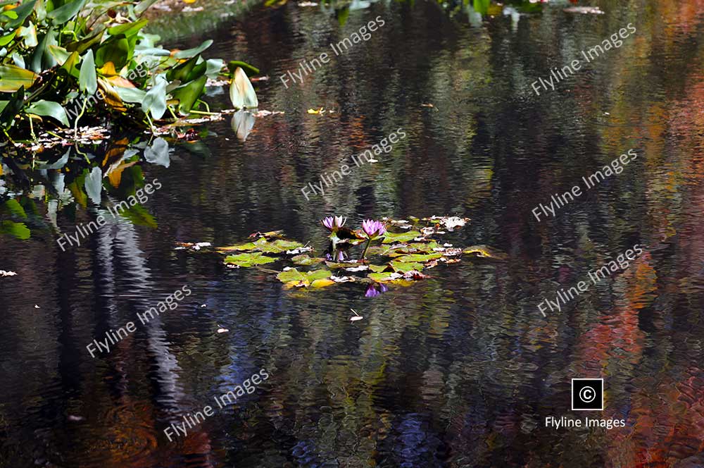 Egyptian Lotus, Water Lily