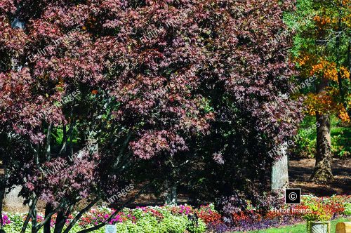 Japanese Maple, Fall Colors, Gibbs Gardens