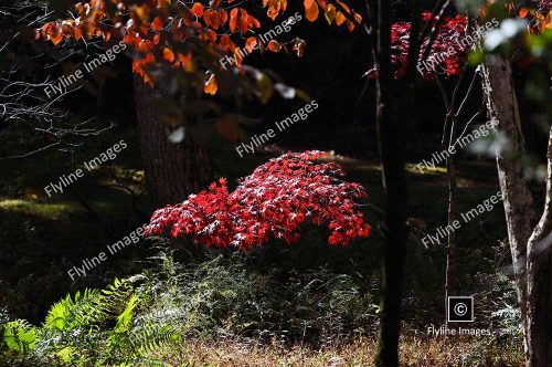 Japanese Maple, Fall Colors, Gibbs Gardens