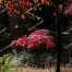 Japanese Maple, Fall Colors, Gibbs Gardens