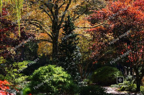 Fall Colors, North Georgia, Gibbs Gardens