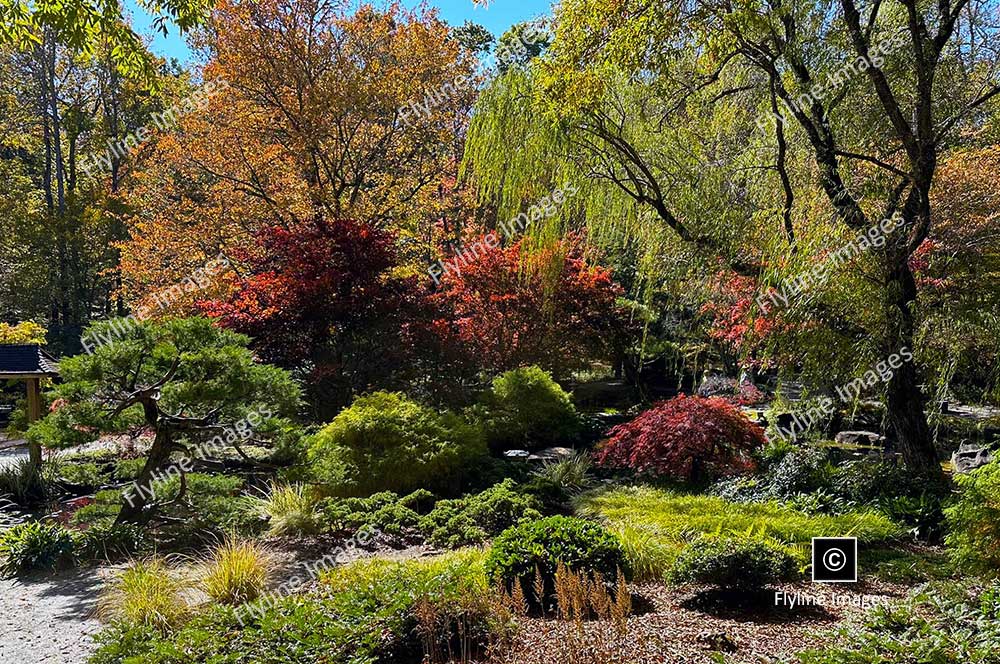 Gibbs Gardens, Japanese Garden, Fall Colors