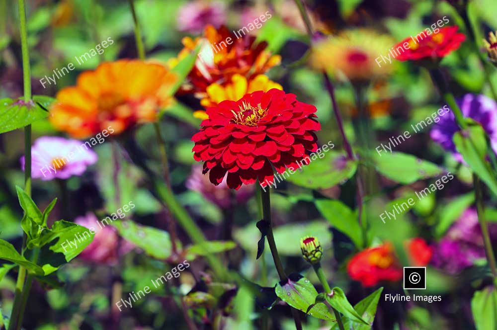 Gibbs Gardens, Zinnias, Fall of 2024