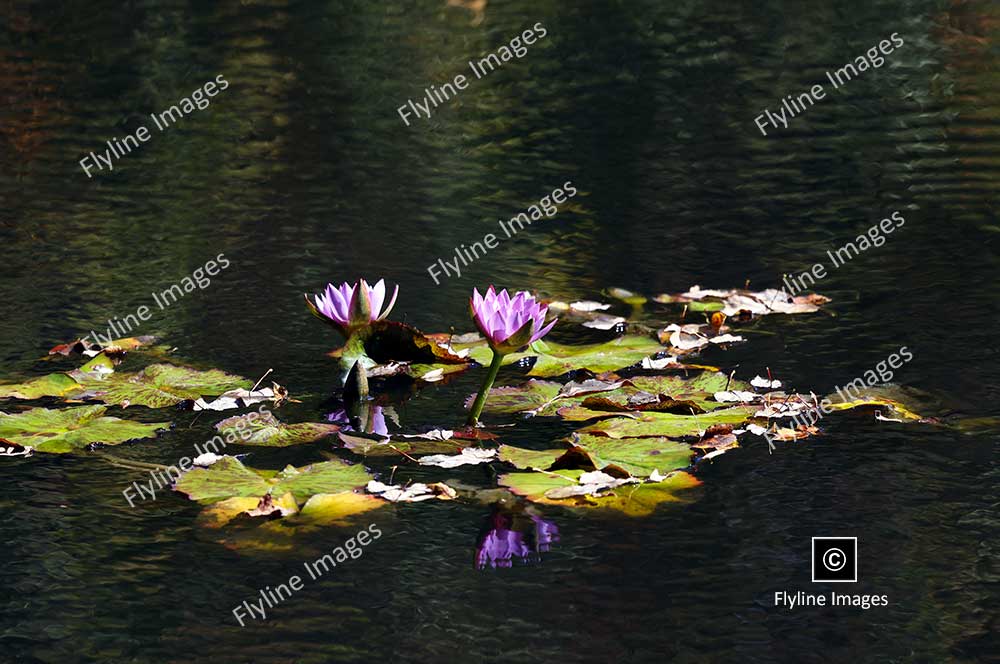 Egyptian Lotus, Water Lily