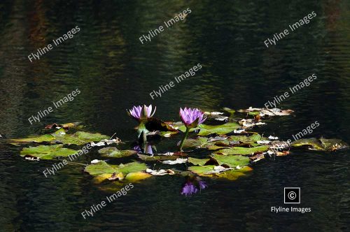 Egyptian Lotus, Water Lily