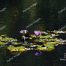 Egyptian Lotus, Water Lily