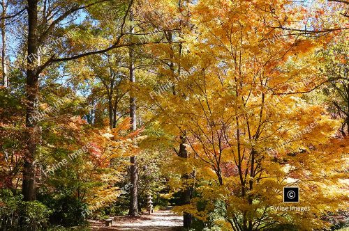 Sugar Maple, Fall Colors, Gibbs Gardens